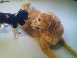 ゴールデンレトリーバーのゴン太ちやん、キャバリアのじげんちゃん　～横浜ペットホテル～