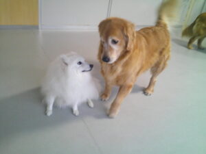 ゴールデンレトリーバーのゴン太ちゃん、スピッツのロビちゃん　～横浜ペットホテル～