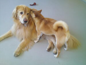 ゴールデンレトリーバーのちょこちゃん、豆柴のもなかちゃん　～横浜ペットホテル～