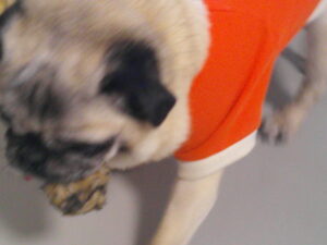 パグのマロニーちゃん　～横浜ペットホテル～