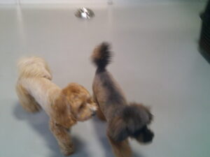 マルプーのれもんちゃん、トイプードルのチャコちゃん　～横浜ペットホテル～