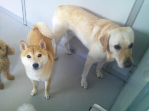 ラブラドールレトリーバーのチュチュちゃん、豆柴のもなかちゃん、トイプードルのおとちゃん、ココアちゃん、ショコラちゃん、モカちゃん　～横浜ペットホテル～