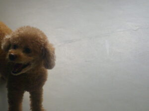 トイプードルのももちゃん　～横浜ペットホテル～