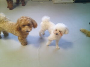 マルプーのれもんちゃん、トイプードルのモカちゃん、おとちゃん　～横浜ペットホテル～