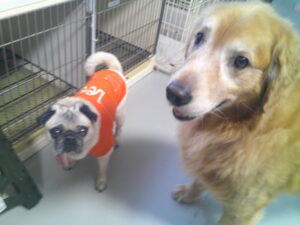 パグのマロニーちゃん、ゴールデンレトリーバーのゴン太ちゃん　～横浜ペットホテル～