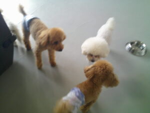 ビションフリーゼのおゆきちゃん、トイプードルのココアちゃん、ショコラちゃん、モカちゃん　～横浜ペットホテル～