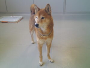 黒柴のコジロウちゃん、柴犬のひろゆきちゃん　～横浜ペットホテル～