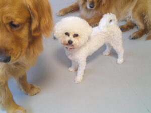 ビションフリーゼのおゆきちゃん　～横浜ペットホテル～