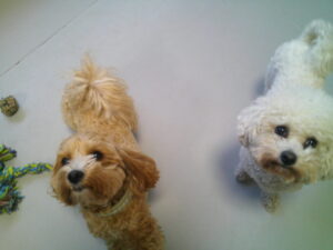 マルプーのれもんちゃん、ビションフリーゼのおゆきちゃん　～横浜ペットホテル～