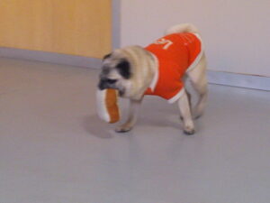 パグのマロニーちゃん　～横浜ペットホテル～