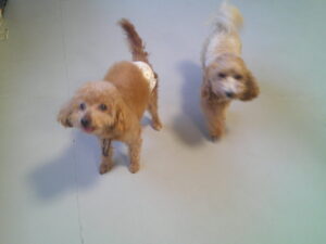 トイプードルのリョウちゃん、マルプーのれもんちゃん　～横浜ペットホテル～