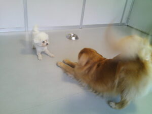 ビションフリーゼのおゆきちゃん　～横浜ペットホテル～