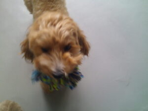 マルプーのれもんちゃん　～横浜ペットホテル～