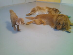 トイプードルのももちゃん　～横浜ペットホテル～