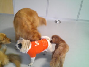 トイプードルのレミちゃん、パグのマロニーちゃん　～横浜ペットホテル～