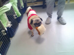 パグのマロニーちゃん　～横浜ペットホテル～