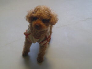 トイプードルのリンちゃん　～横浜ペットホテル～