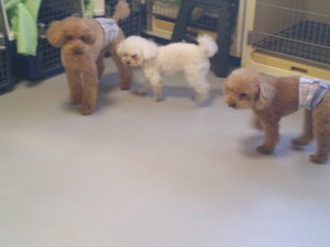 トイプードルのココアちゃん、ショコラちゃん、モカちゃん　～横浜ペットホテル～