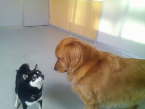 豆柴のクロちゃん　～横浜ペットホテル～