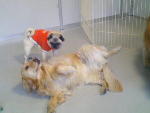 ゴールデンレトリバーのわくちゃん、パグのマロニーちゃん　～横浜ペットホテル～