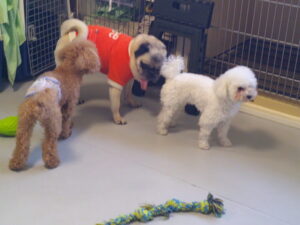 パグのマロニーちゃん、トイプードルのココアちゃん、ショコラちゃん、モカちゃん　～横浜ペットホテル～