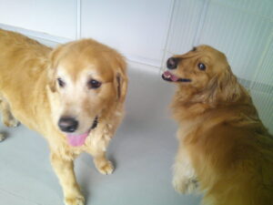 ゴールデンレトリーバーのゴン太ちゃん　～横浜ペットホテル～