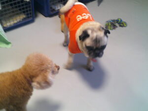 パグのマロニーちゃん、トイプードルのももちゃん　～横浜ペットホテル～