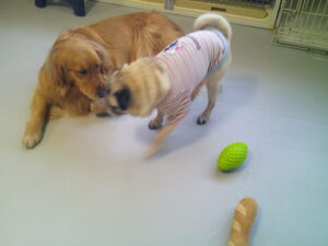 パグのマロニーちゃん　～横浜ペットホテル～