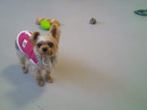 ヨーキーのゆずちゃん　～横浜ペットホテル～