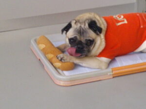 パグのマロニーちゃん、トイプードルのももちゃん　～横浜ペットホテル～