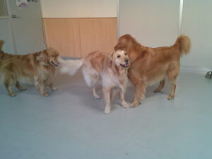ゴールデンレトリーバーのわくちゃん　～横浜ペットホテル～