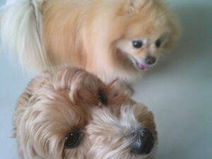 ポメラニアンのまりおちゃん、マルプーのれもんちゃん　～横浜ペットホテル～