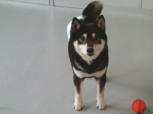 豆しばのクウ太ちゃん　～横浜ペットホテル～