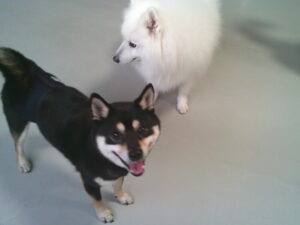 スピッツのロビちゃん、豆しばのキャスちゃん、マルプーのれもんちゃん、パグのマロニーちゃん　～横浜ペットホテル～　