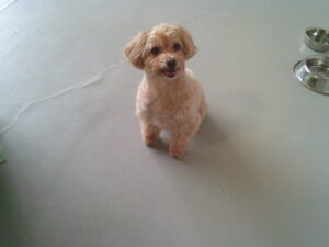 マルプーのエマちゃん　～横浜ペットホテル～