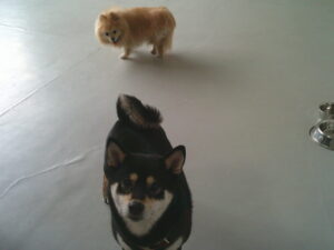 豆しばのニコちゃんん、ポメラニアンのまりおちゃん　～横浜ペットホテル～