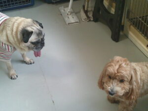 マルプーのれもんちゃん、パグのマロニーちゃん　～横浜ペットホテル～