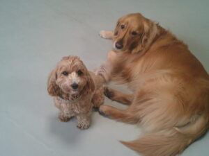 マルプーのれもんちゃん　～横浜ペットホテル～