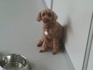 トイプードルのニコちゃん　～横浜ペットホテル～