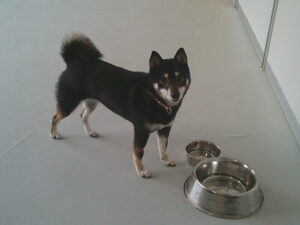 豆しばのクロちゃん　～横浜ペットホテル～