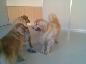 ゴールデンレトリーバーのちょこちゃん、ミニチュアダックスのコナちゃん　～横浜ペットホテル～