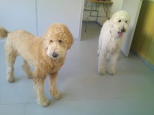 スタンダードプードルのもなちゃん、れんちゃん　～横浜ペットホテル～