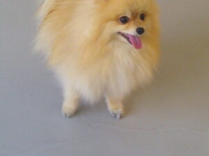ポメラニアンのみなみちゃん　～横浜ペットホテル～