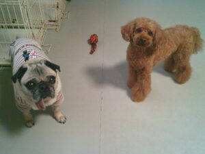 トイプードルのレミちゃん、パグのマロニーちゃん　～横浜ペットホテル～