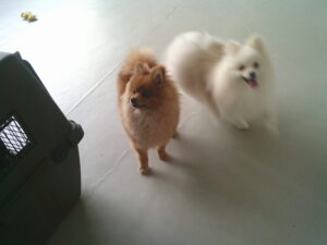 ポメラニアンのモコちゃん、モカちゃん、ジャックラッセルのハチちゃん、トイプードルのチャコちゃん　～横浜ペットホテル～