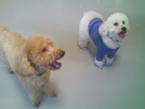 トイプードルのうめ吉ちゃん、心ちゃん　～横浜ペットホテル～