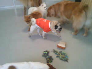 パグのマロニーちゃん　～横浜ペットホテル～