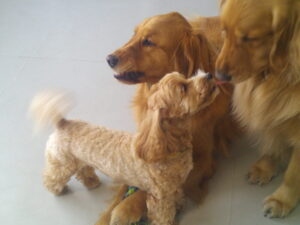 マルプーのれもんちゃん、パグのマロニーちゃん　～横浜ペットホテル～