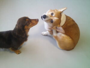 コーギーのマロンちゃん、ミニチュアダックスのショコラちゃん　～横浜ペットホテル～