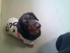 ミニチュアダックスのスーナちゃん　～横浜ペットホテル～